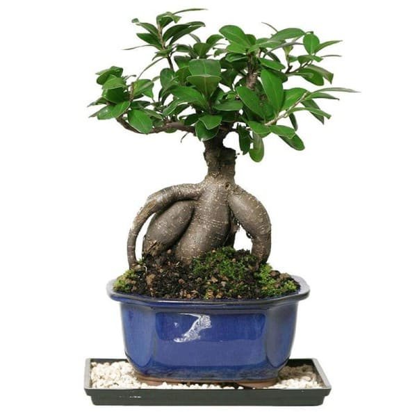 Ficus mysorensis
